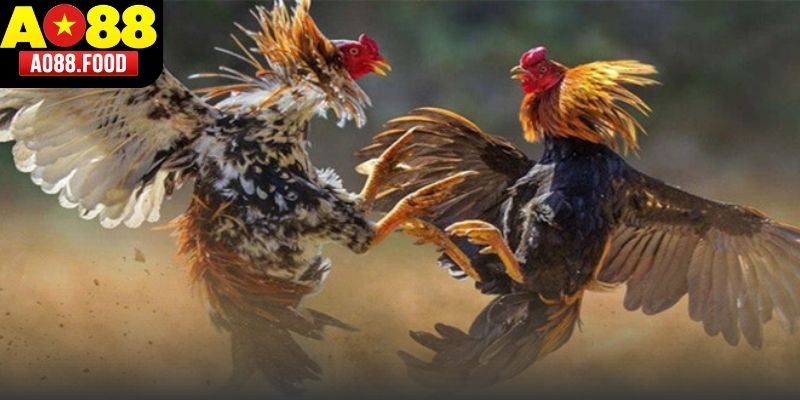 Sảnh đá gà tại AO88 quy tụ nhiều phiên bản chiến kê